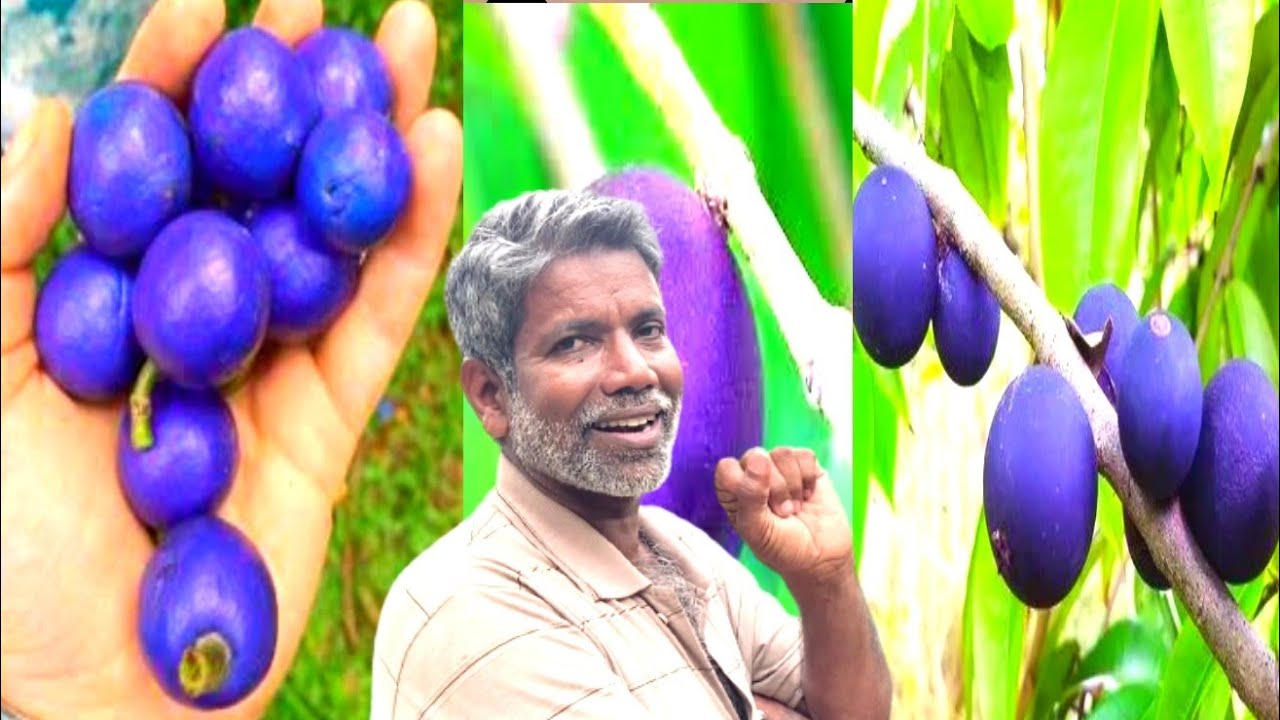 മലപ്പുറത്ത് ആദ്യമായി blue മുന്തിരി കായ്ച്ചു / ഈ പഴം വീട്ടിൽ വച്ചാൽ 365 ദിവസവും ഫ്രൂട്ട് 
