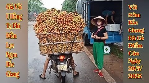 Giá Vải U Hồng Mới Nhất Tại Phì Điền Lục Ngạn Bắc Giang