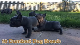 what are the dumbest dog breeds