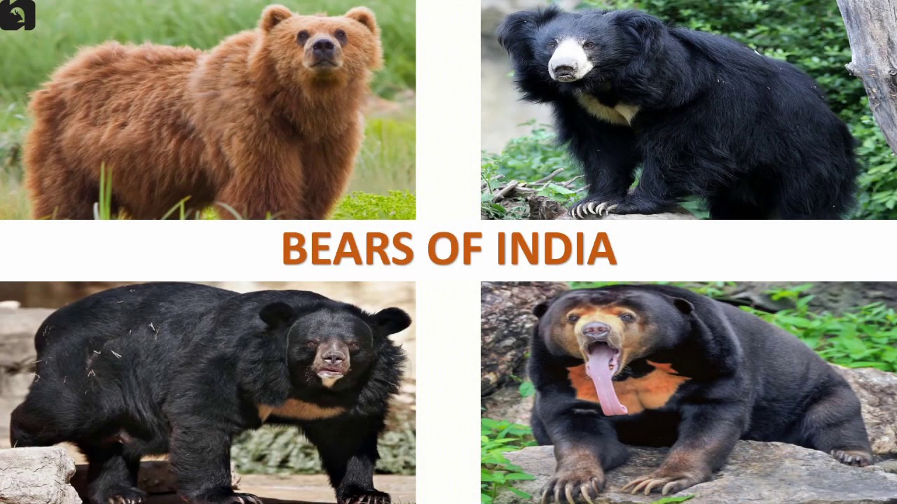 bears-of-india-mammals-indian-animals-youtube