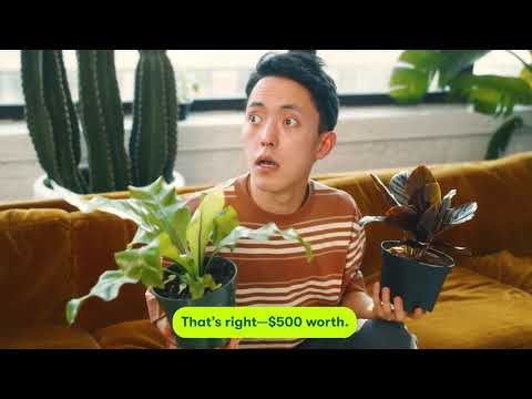 $500 PLANT GIVEAWAY - video from Rooted