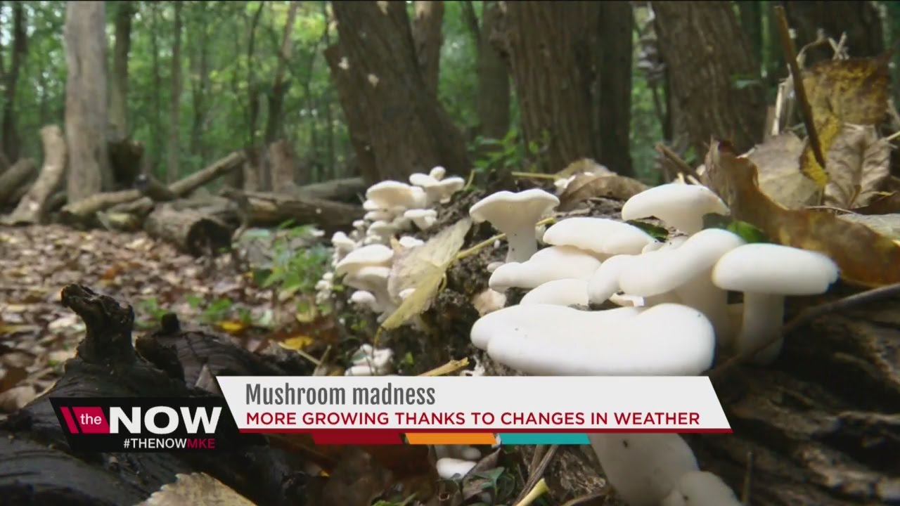 Mushroom crop thrives in Wisconsin