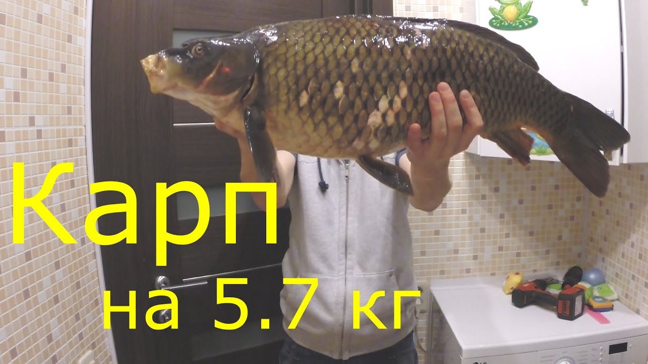 видео охота на карпа видео охота на карпа
