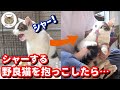 「シャー!」が挨拶な野良猫を抱っこしたら可愛い過ぎました!!