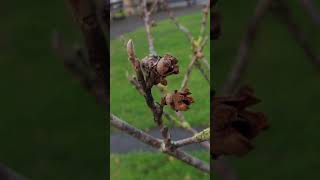 Witch hazel (Hamamelis) - mature fruit- November 2017