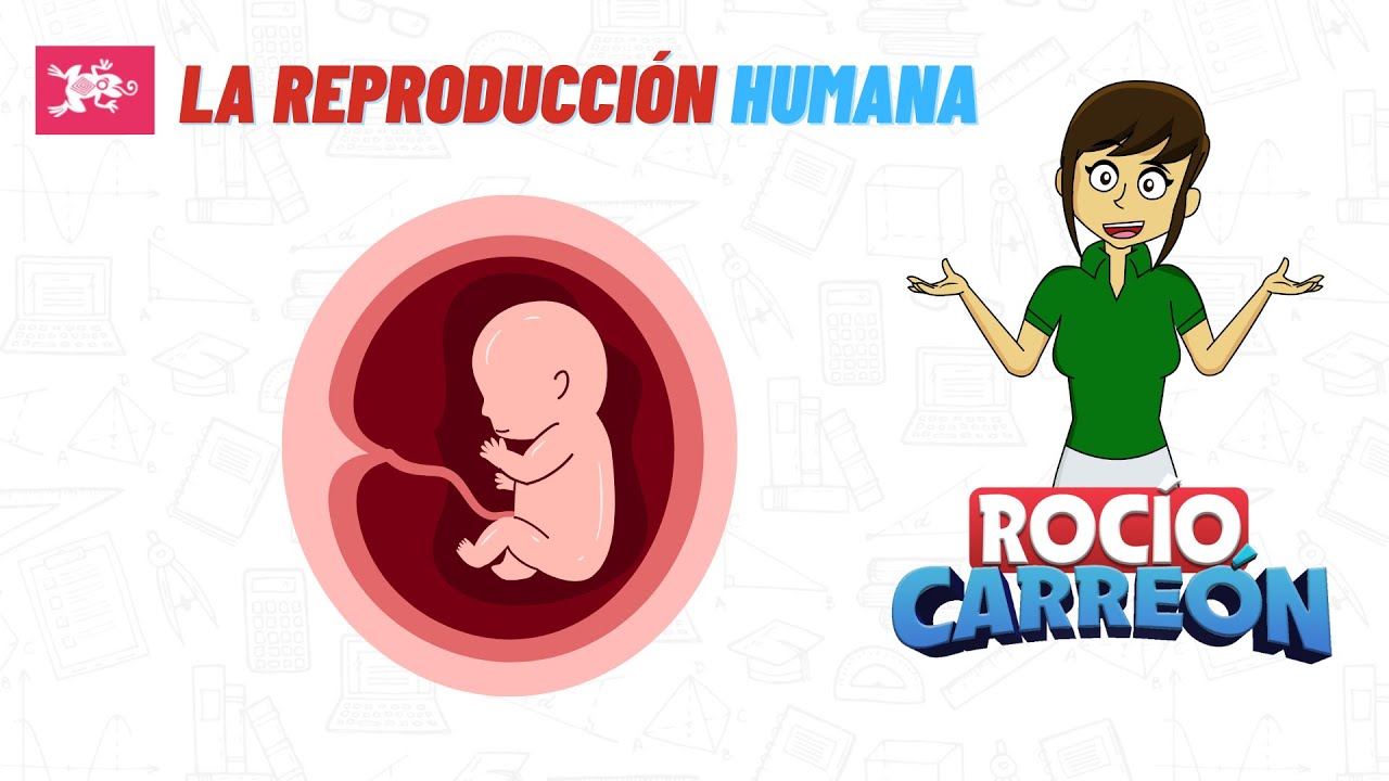 LA REPRODUCCIÓN HUMANA