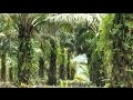 LIGNA 2013: Wood from Oil Palms: Usable in the End? (LIGNA-Journal)