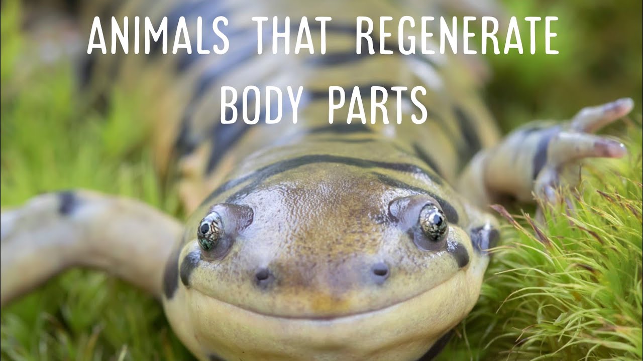 animals regenerate body parts YouTube