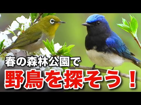 The brilliance of life displayed by blue-and-white flycatchers and