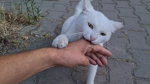 Video 11678121: tabby cat persian, stray cat, kitten sweet cat, cat meowing, angry white cat, cat food, cat living, adorable cats