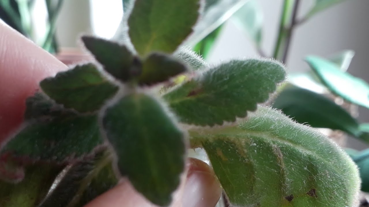 ÖLÜMDEN DÖNEN SU KÜLTÜRÜNDE KÖKLERİ UZADIKÇA UZAYAN #KOHLERİA #JAPON KÜPELİSİ#KOMŞU ÇATLATAN BİTKİSİ