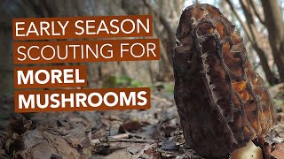 Early Season Scouting For Morel Mushrooms