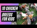 10 CHICKEN BREEDS FOR KIDS