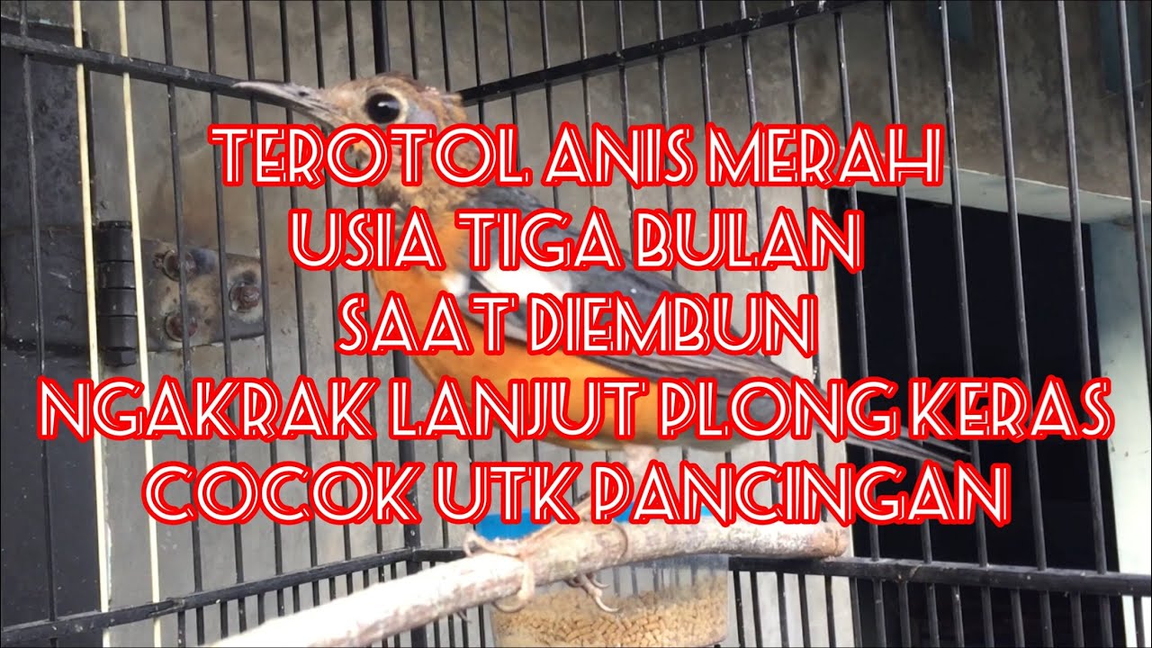 Trotol Anis Merah Seri New Ds 074 - Plong Pertama Diusia Tiga Bulan - Langsung Keraaassss