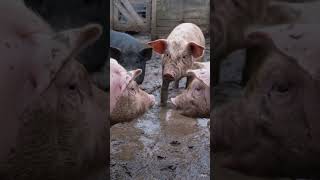 O MISTÉRIO DA COMIDA ESTRANHA! 😱🐷 (PARTE 3) #shorts