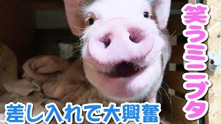 すぐサボるミニブタだが差し入れですぐ笑顔に・・・【つくね】
