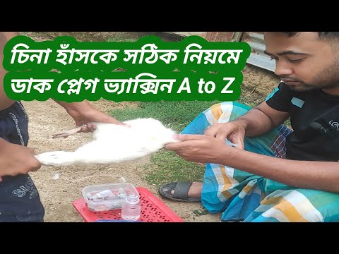 চিনা হাঁসের ডাক প্লেগ ভ্যাক্সিন A to Z