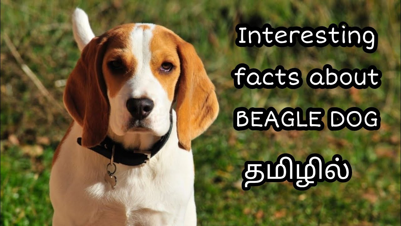Beagle Dog Pets Stream Tamil Youtube