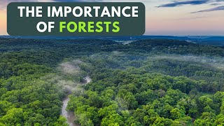 The Importance of Forests | The Green Lungs of Our Planet Earth Wealth