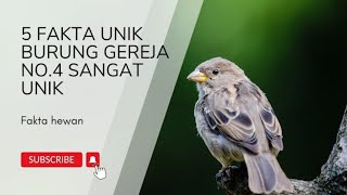 5 fakta unik burung gereja nomor 4 sangat unik #faktahewan#faktaburunggereja