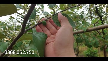 Táo Đài Loan Đã Đậu Quả Chưa l Núi Đồi Lục Ngạn