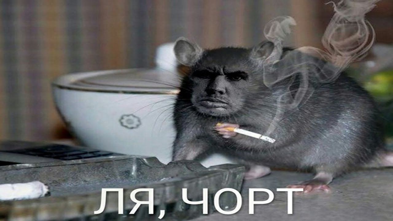 Ты че мышь