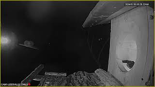Barred Owl, Leesville Owls Live Stream