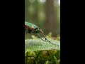 Tiger Beetle Rapid Step