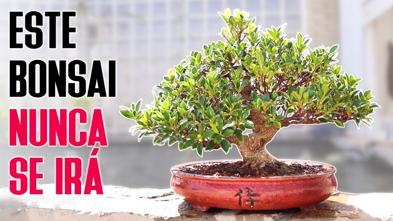 Este bonsai no se irá nunca de KaeruEn 蛙園 YouTube