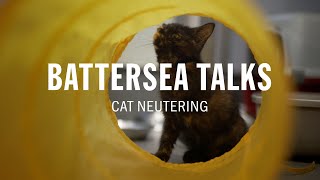 Battersea Talks | Cat Neutering by Battersea Dogs and Cats Home 672 views 10 months ago 3 minutes, 14 seconds