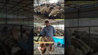 Hitech sheep farming LOSS OR PROFIT?