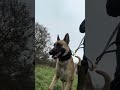 Working Dog Collars For All Situations 