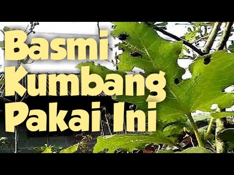 Video: Kawalan Kumbang Kutu Sayuran - Cara Membunuh Kumbang Kutu Dalam Sayuran