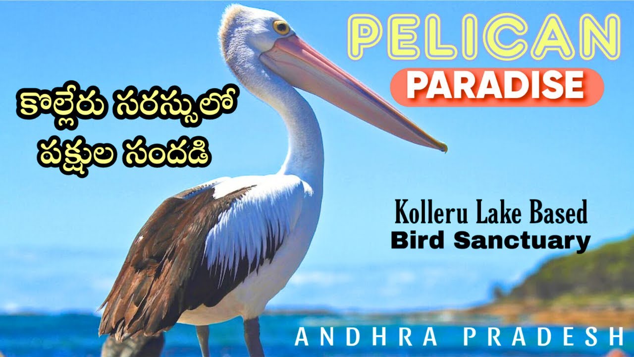 Pelican Paradise | Kolleru Wildlife Sanctuary | 4k Video | AP Tourist Places