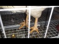 Как отличить старую курицу от молодой: способы определения