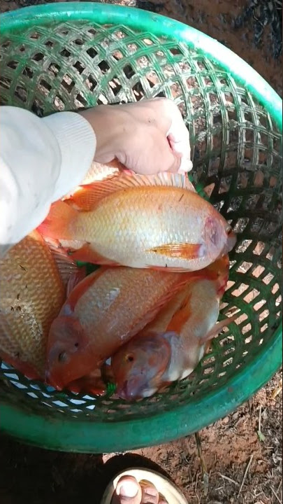 Oreochromis niloticus: tilapia harvesting #fishing #fish #tilapia #shorts #short #shortvideo