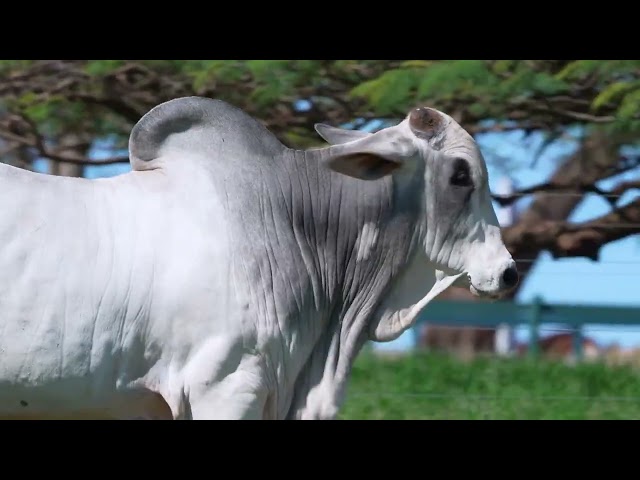 Lote 49   Leilão Nelore DP