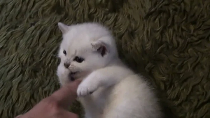 Video 690611: adorable british shorthair kitten, british shorthair silver, sweet british shorthair, british shorthair boy, first litter