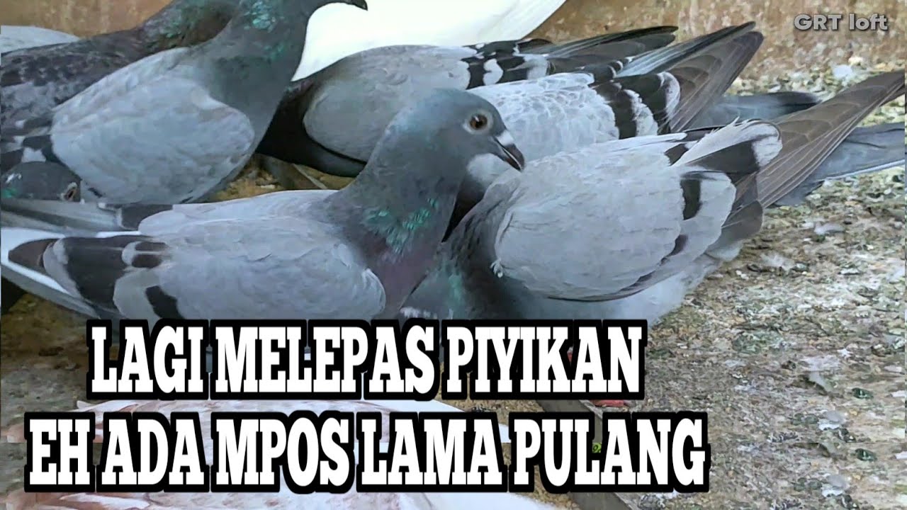 Pomahin anakan merpati pos hari ke 3, yang hilang akhirnya balik juga ke kandang