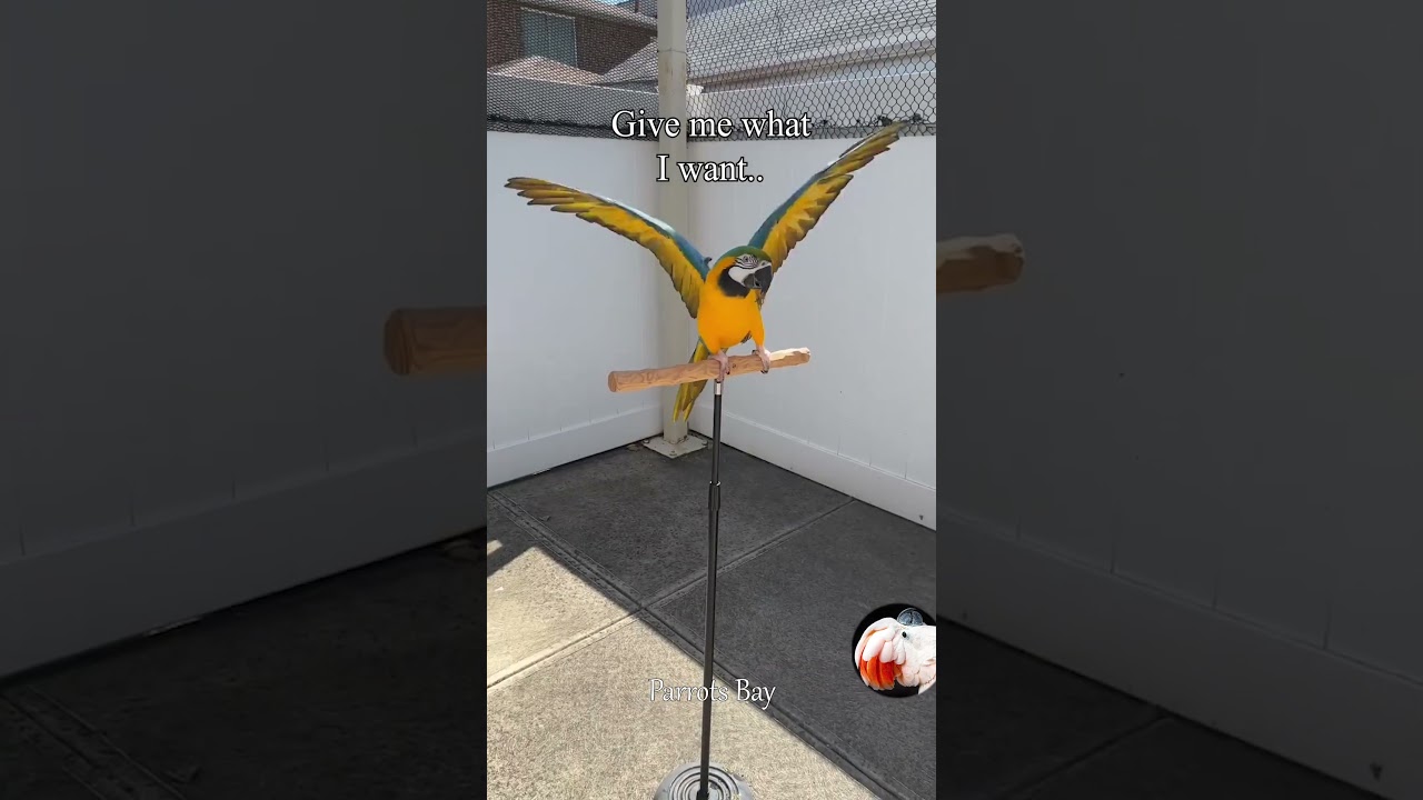 Let Them Fly: Say NO to wings clipping