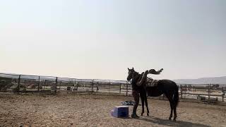 RMHA Call a Real Doctor, aka Whisper, ground work 9/6/25