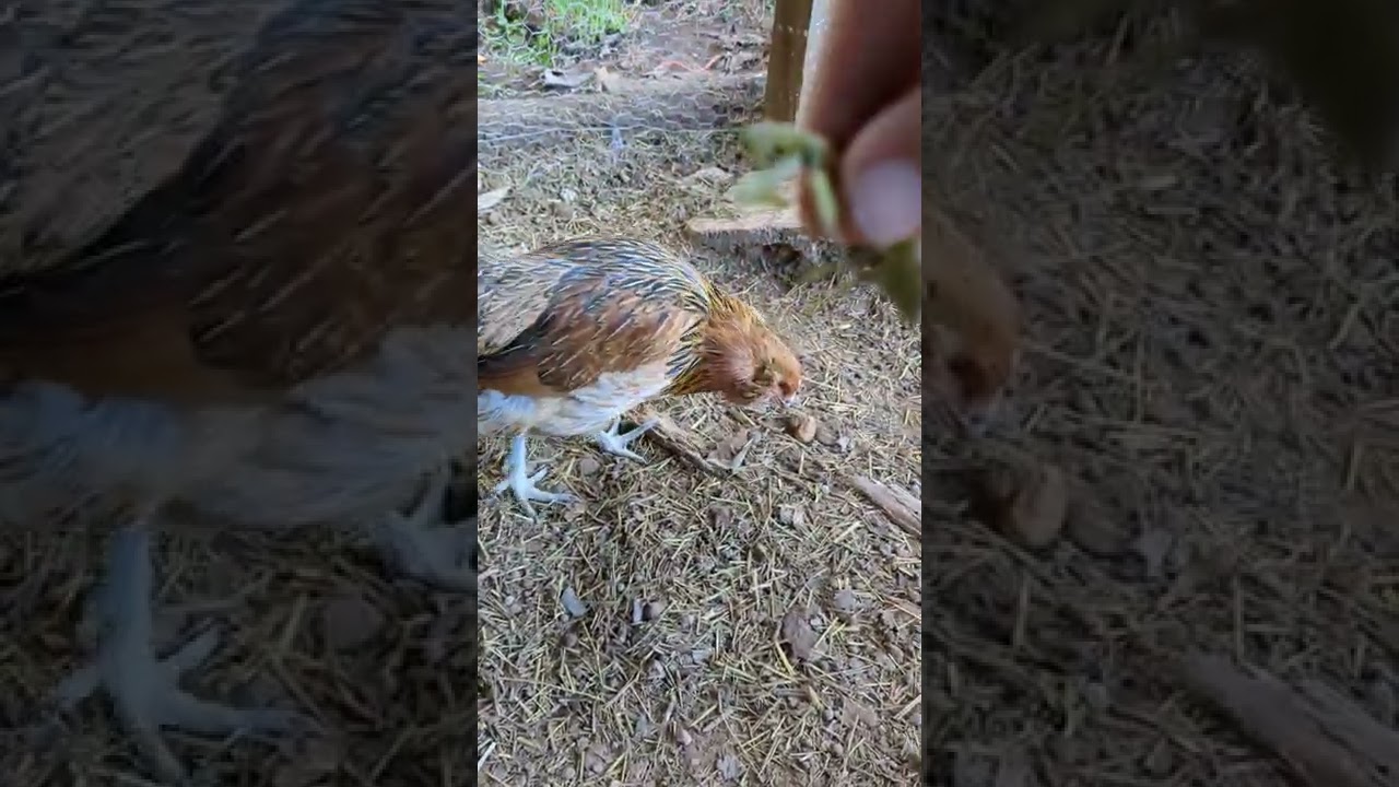 Chicken Feed: Praying Mantis
