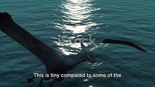 Dimorphodon vs. Other Pterosaurs: Comparisons