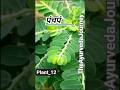 Bhumamalki🌿 Tone breaker #medicinalplants #dravyaguna #ytshorts