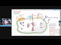 Inflammation Part 1 - How Our Cells Clear Pathogens? (Phagocytosis)