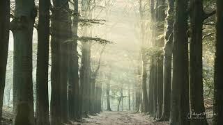 Time lapse of forest sun rays during  morning in spring