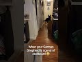 When your German Shepherd is scared of cardboard 🤣