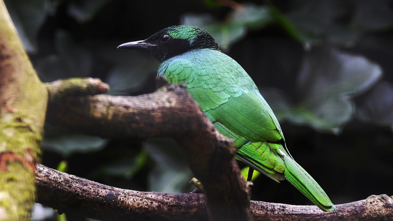 Iris Glossy-Starling