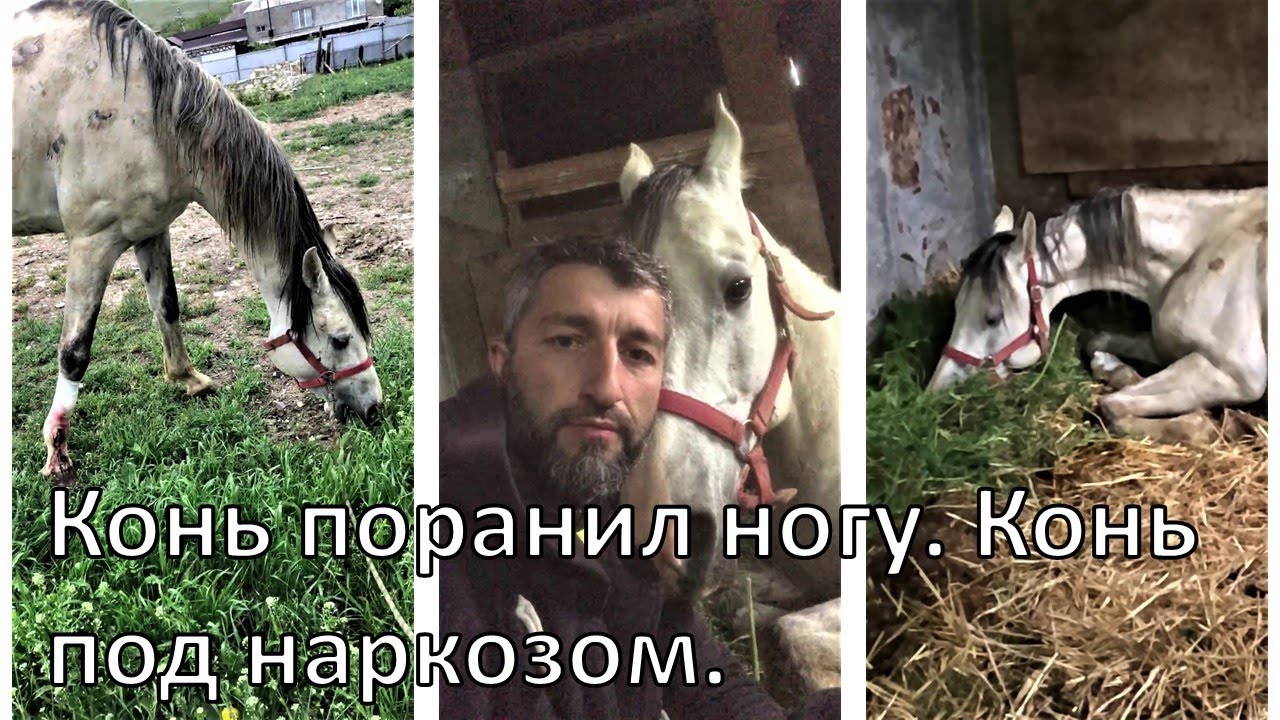 Конь поранил ногу. Конь под наркозом. - YouTube