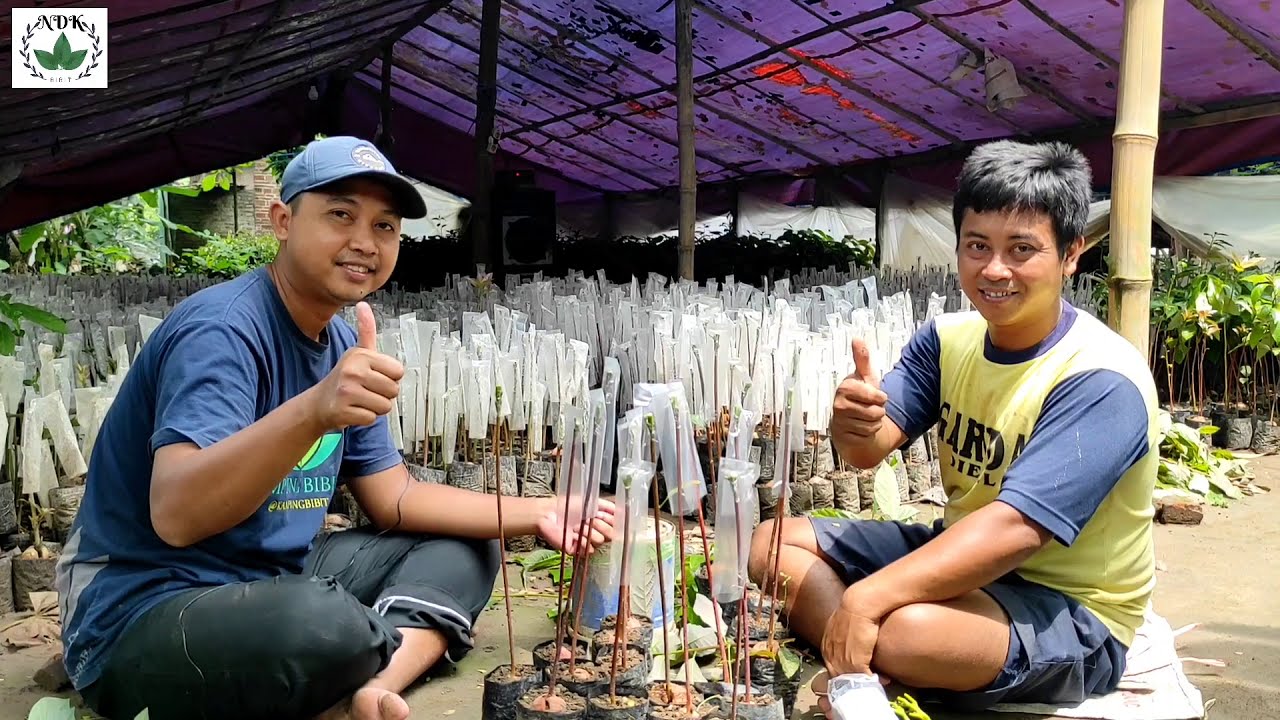 CARA OKULASI ALPUKAT UNTUK PEMULA, AGAR TIDAK GAGAL